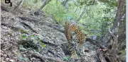 Primer registro de Jaguar en Guanajuato confirma conservación de Sierra Gorda