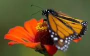 Project Monarch: México implementa tecnología de punta para rastrear a la mariposa monarca