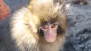 Punch, el macaco viral, pierde su peluche y preocupa a usuarios de redes sociales
