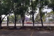 Reportan que obras de Utopía en Parque Japón no han dañado los árboles