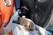 Rescatan a cachorro atrapado en drenaje de Monterrey tras operativo de emergencia