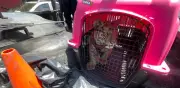 Rescatan a cachorro de tigre de Bengala en vivienda de Ecatepec, Edomex