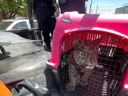 Rescatan cachorro de tigre de bengala en domicilio de Ecatepec tras denuncia ciudadana