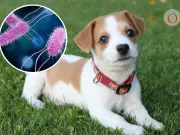 Retiran del mercado premios para perros por riesgo de salmonella en Estados Unidos