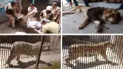 Reubican 29 animales exóticos en Ocoyoacac tras operativo de Profepa; incluyen jaguares y leones