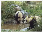Revelan supuesto ocultamiento de enfermedades en pandas del Zoológico de Chapultepec