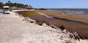 Sargazo regresa a Riviera Maya tras breve tregua: Patrones atípicos alarman a turismo