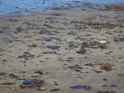 Senado exige informe por derrame de petróleo que afecta 630 km de costa en Veracruz y Tabasco