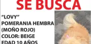 Sherlyn lanza llamado urgente en redes para encontrar a su perrita Lovy extraviada