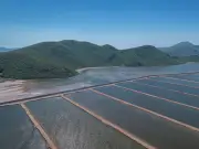 Sinaloa implementa permisos obligatorios para siembra y notificación de cosechas en acuacultura