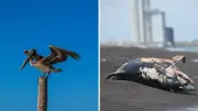 Supuestos videos muestran fauna afectada por derrame de petróleo en costas de Veracruz