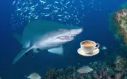 Tiburones de Bahamas contaminados con cocaína, cafeína y fármacos humanos