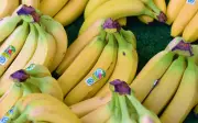 Tipos de Plátano y sus Beneficios: Una Guía Completa sobre esta Fruta Milenaria