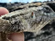 Tlajomulco evalúa fauna tras incendio en Bosque La Primavera; instalarán oasis de agua