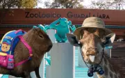 Zoológico Guadalajara lanza curso de pascua 2026 para niños con aventuras y aprendizaje animal
