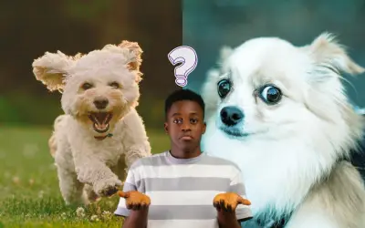 Acertijo visual revela tu nivel de optimismo según la psicología: ¿Plátano o pulpo?