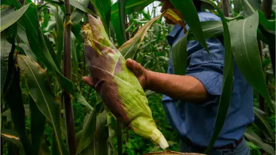 Agricultura paga 1,800 mdp a productores de maíz y mantiene diálogo con el sector