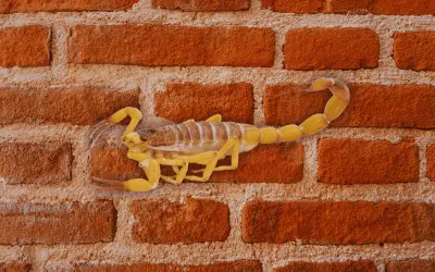 Alacranes en Jalisco: Aumentan picaduras con el calor; SSJ emite alerta y consejos clave