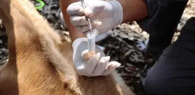 Alerta en Hidalgo: Gusano Barrenador Infesta Más del 50% del Estado