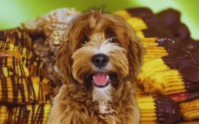 Alimentos que dañan la salud de tu perro: guía de prevención