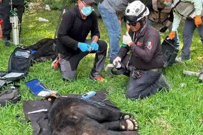 Aseguran osos de residencia en San Pedro