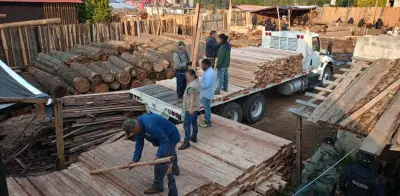 Autoridades clausuran aserraderos ilegales y aseguran tierra en el Bosque de Agua