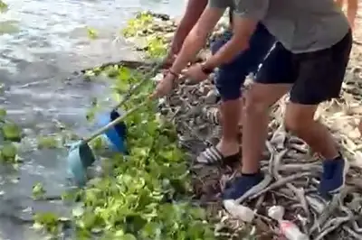 Autoridades de Nuevo León limpian la boca del río San Juan ante amenaza de lirio acuático