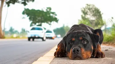 Brasil aprueba ley de custodia compartida para mascotas tras separaciones de parejas