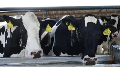 Chiapas recibe 717 mil dosis para combatir el gusano barrenador del ganado