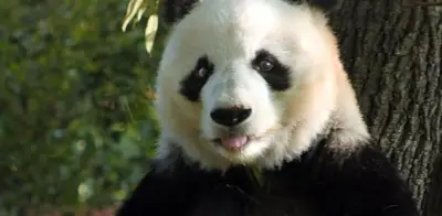 China enviará nueva pareja de pandas gigantes a zoológico de Atlanta