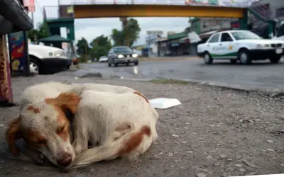 Congreso de Edomex impulsa leyes contra abandono animal ante 6 millones en calle