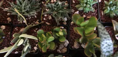 Cúrcuma: El Superalimento con Poderosos Beneficios para la Salud y Recetas Prácticas