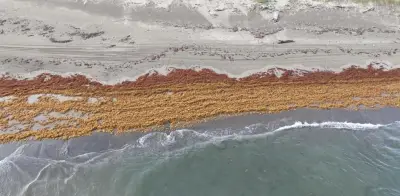 Crisis ambiental dual en Veracruz: sargazo y crudo afectan litoral