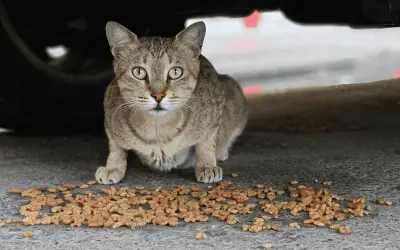 Día Internacional de los Animales Callejeros: Retos y Causas de su Situación en México