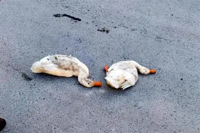 Denuncian muerte masiva de patos por atropellos en carreteras mexicanas