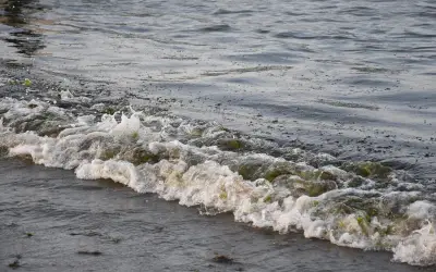 Derrame de petróleo en Golfo de México afecta 933 km de costa; ONG exige acciones urgentes