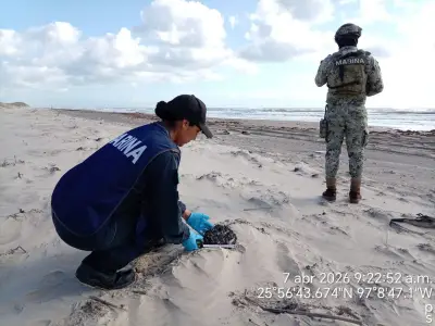 Derrame en Tamaulipas: Recolectan más de 6 toneladas de hidrocarburos en playas del Golfo
