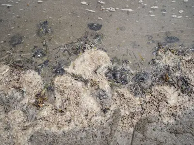 Derrame petrolero en Veracruz: 900 km afectados y controversia entre gobierno y Greenpeace