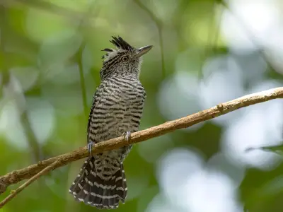 El canto del batará barrado: un código sonoro en la espesura tropical