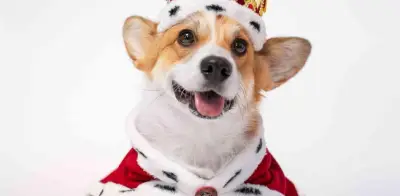 El destino de los corgis de la Reina Isabel II: ¿Quién los cuida ahora y dónde viven?