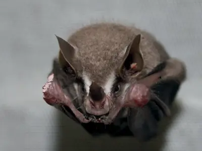 El secreto de los murciélagos: cómo vuelan sin sufrir daño físico extremo