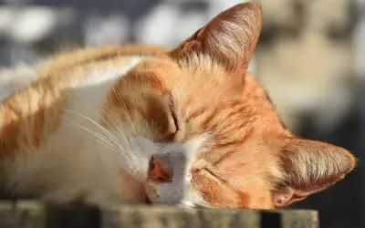 ¿Encierras a tu gato? Tomar el sol es vital para su salud y bienestar integral