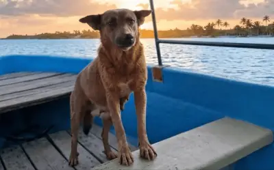 Envenenan a Beni, perrita que ayudaba a limpiar presa en Oaxaca; alcalde pide investigación