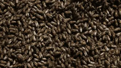 Exsacerdote protege a la abeja sagrada maya Xunán Kab con meliponario en Yucatán