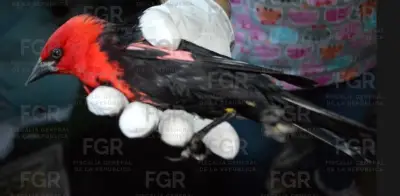 FGR vincula a proceso a dos personas por posesión ilegal de 107 aves en Morelos