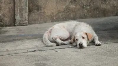 Fiscalía de Edomex investiga presunto maltrato animal en Tecámac; pena podría alcanzar 6 años