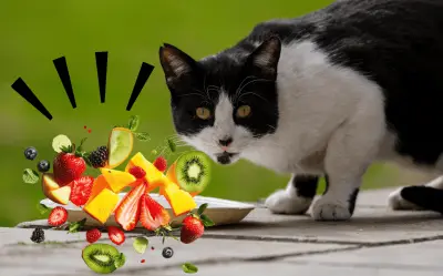 Frutas para gatos: las seguras y las prohibidas que debes conocer