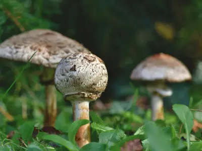 Funginnova 2026: México lidera la revolución fúngica con innovación y sostenibilidad