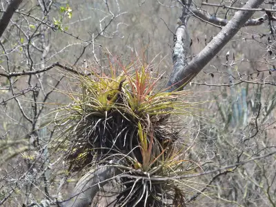 Gallitos y tenchos: la riqueza de las bromelias en Veracruz