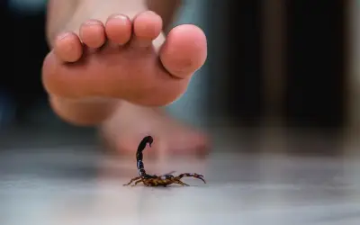 Guadalajara: ¿Dónde acudir por picadura de alacrán o araña? Unidades de emergencia clave